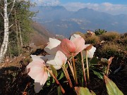 26 Helleborus niger (Ellebori) in piena fioritura con vista in Alben e Suchello